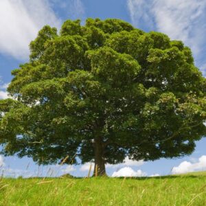 Árbol